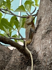 Calotes versicolor