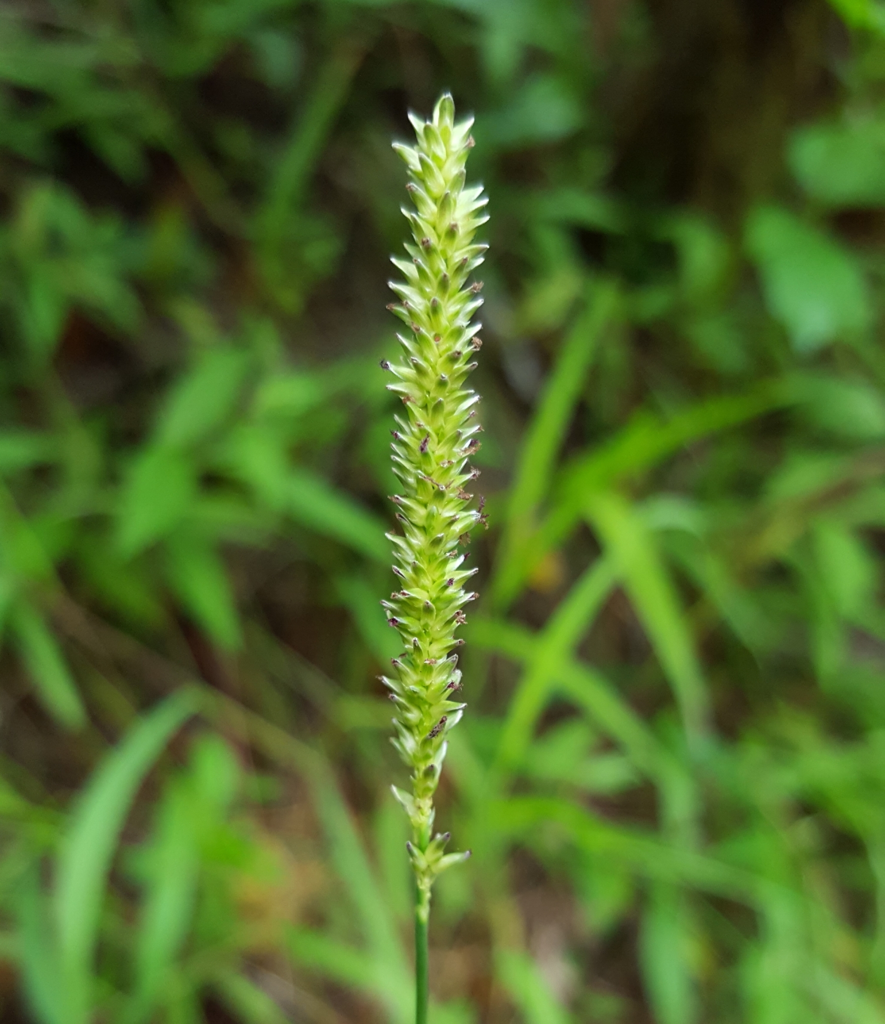 (c) François Rousseu, certains droits réservés (CC BY-NC) https://www.inaturalist.org/observations/89613263