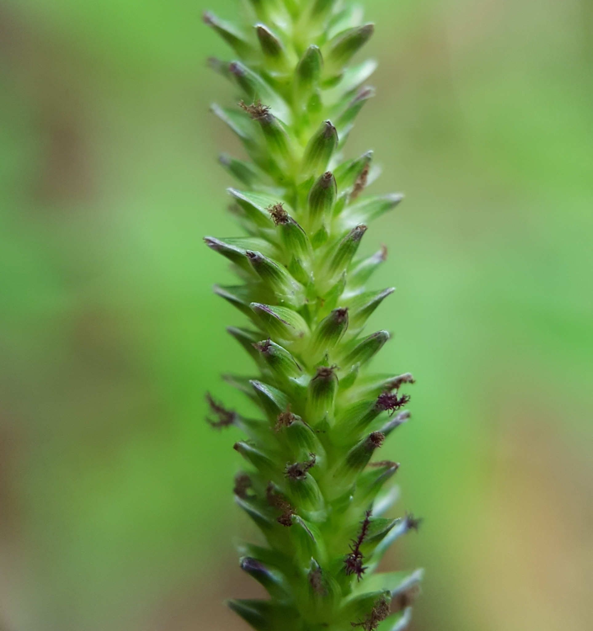 (c) François Rousseu, certains droits réservés (CC BY-NC) https://www.inaturalist.org/observations/89613263