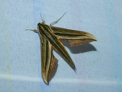 Xylophanes eumedon
