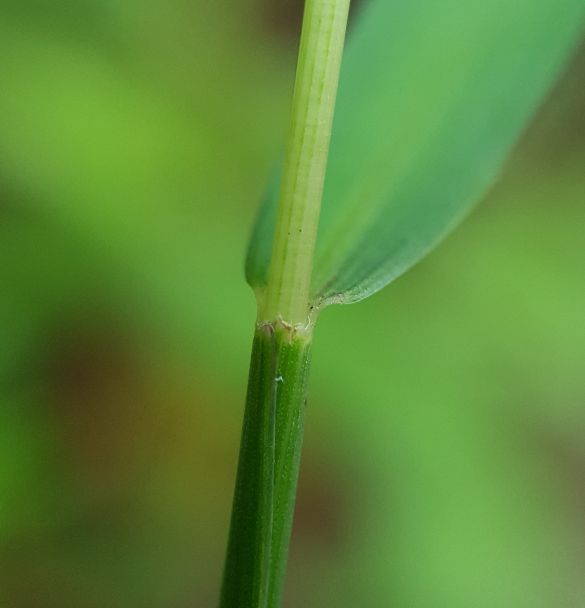 (c) François Rousseu, certains droits réservés (CC BY-NC) https://www.inaturalist.org/observations/89613263