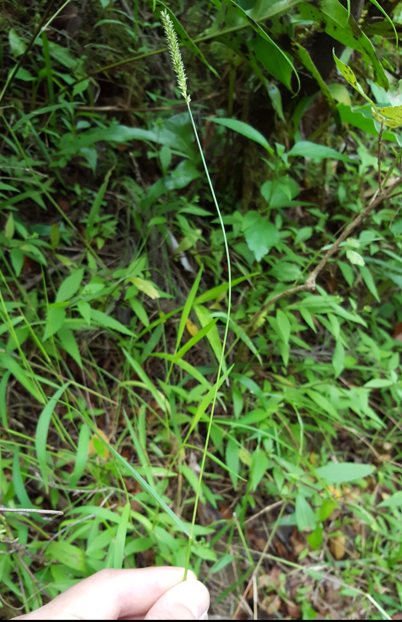 (c) François Rousseu, certains droits réservés (CC BY-NC) https://www.inaturalist.org/observations/89613263