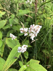 Koenigia campanulata