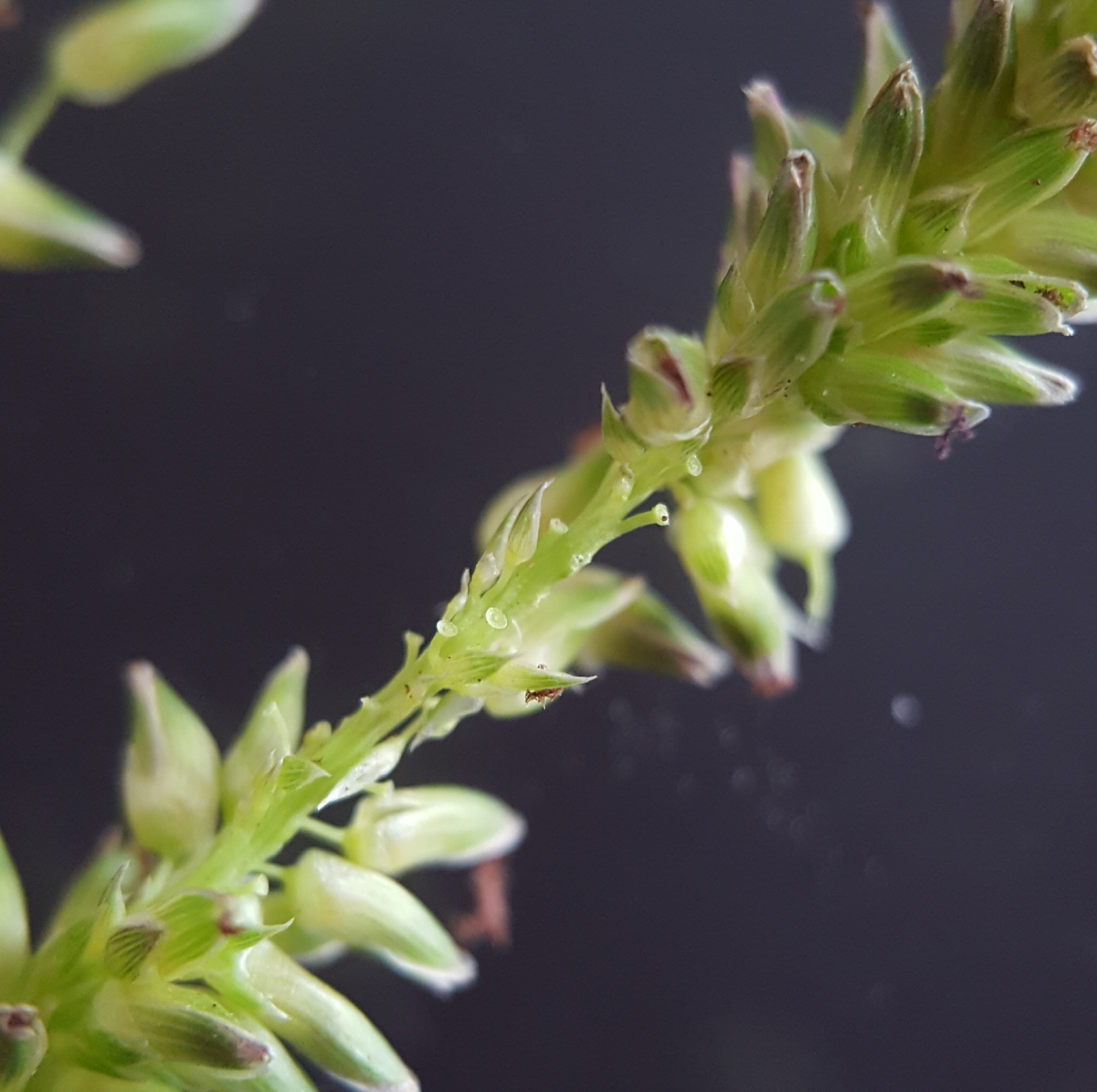 (c) François Rousseu, certains droits réservés (CC BY-NC) https://www.inaturalist.org/observations/89613263