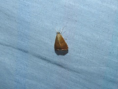 Trischistognatha pyrenealis