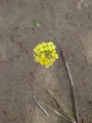Erysimum flavum altaicum