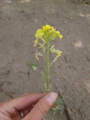 Erysimum flavum altaicum