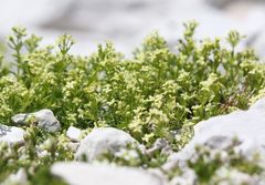 Galium margaritaceum