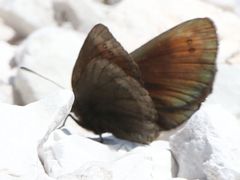 Erebia pluto