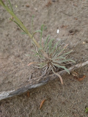 Erysimum flavum altaicum
