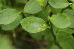 Naohidemyces vacciniorum