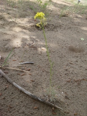 Erysimum flavum altaicum