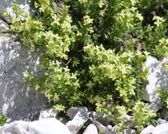 Galium margaritaceum