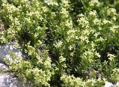 Galium margaritaceum