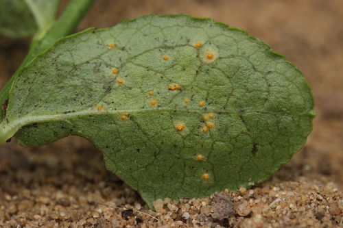 Blueberry Leaf Rust