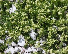 Galium margaritaceum
