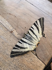 Iphiclides podalirius