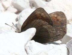 Erebia pluto