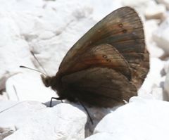 Erebia pluto