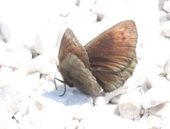 Erebia pluto