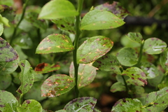 Naohidemyces vacciniorum