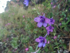 Delphinium siamense