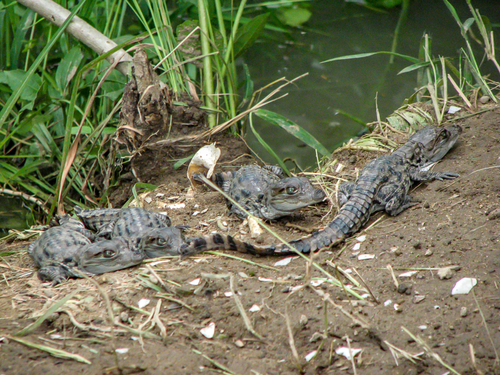 Mugger Crocodile, photo 10 of 10