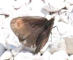 Erebia pluto
