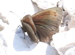 Erebia pluto