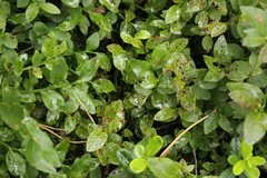 Naohidemyces vacciniorum