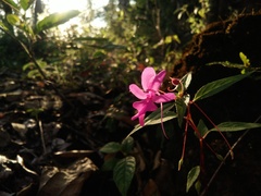 Balsaminaceae