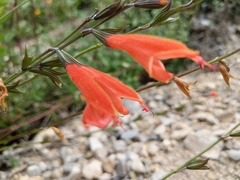 Salvia oppositiflora