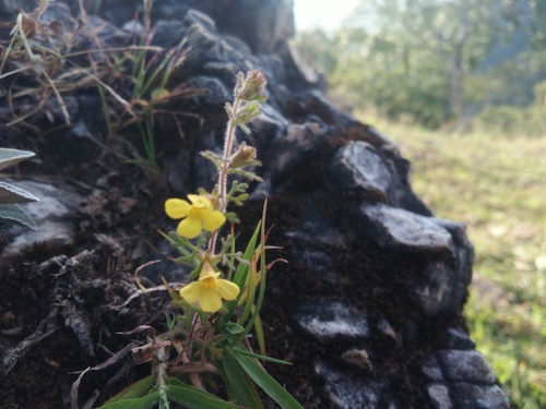 Emmenospermum observed 2020-10-24