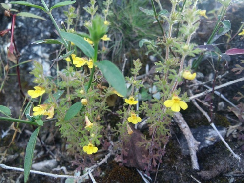 Emmenospermum observed 2020-10-24