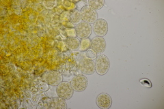 Naohidemyces vacciniorum