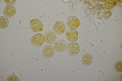 Naohidemyces vacciniorum