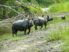 Rhinoceros unicornis