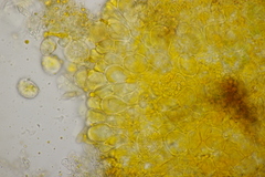 Naohidemyces vacciniorum