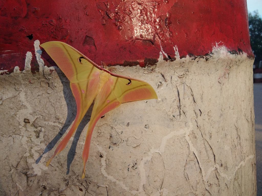 Actias rhodopneuma