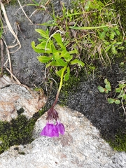 Primula glutinosa