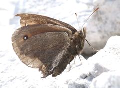 Erebia pluto