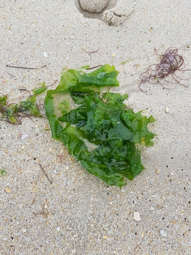 photo of Broadleaf Sea Lettuce (Ulva lactuca)