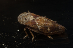 Aphrophora permutata