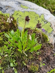 Primula glutinosa