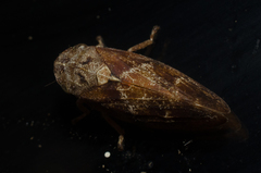 Aphrophora permutata