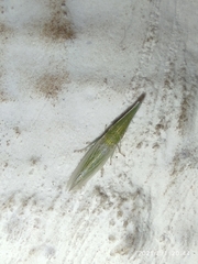 Cicadellidae