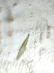 Cicadellidae