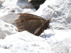 Erebia pluto