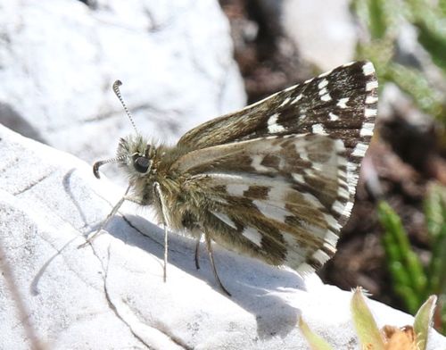 Alpine Grizzled Skipper