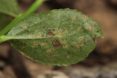 Naohidemyces vacciniorum